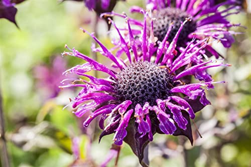 Monarda fistulosa 'Prärienacht' 11x11 cm Topf – Winterhart, Mehrjährig, Pflegeleicht – Indianernessel – Staude für Beet & Bienenweide