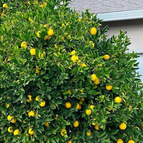 800 piezas semillas de limonero para balcón - de balcón resistentes decoración rara jardín resistentes, exoticas semillas
