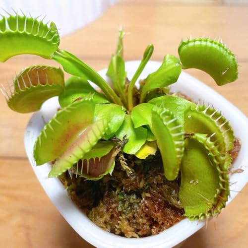 Venusfliegenfalle - balkonpflanzen Dionaea muscipula - balkon gartenpflanzen winterhart deko wohnzimmer grünpflanzen 30pcs