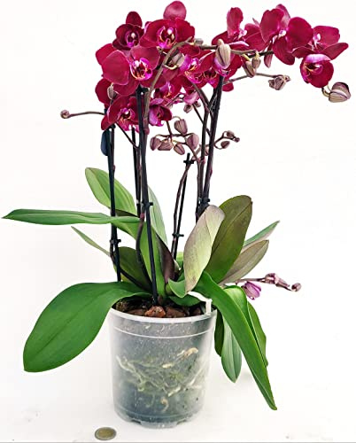 POWERS TO FLOWERS - ORCHIDEA PHALAENOPSIS RED SECRET, IN VASO 18CM DIAMETRO, 5/6 STELI, pianta vera