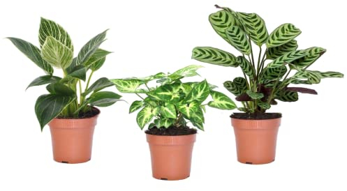 Plant in a Box - Mélange Maison - Mélange de 3 plantes - Plantes vertes purificatrices d'air faciles à entretenir - Pot 12cm - Hauteur 25-40cm
