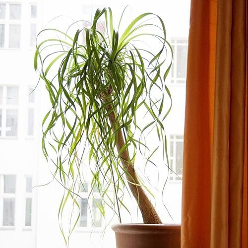 Ponytail Palm 'Beaucarnea recurvata' Houseplant Seeds - 15 Rare Seeds