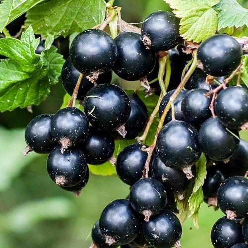 Semi di ribes nero 80pz