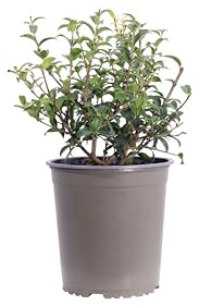 Pianta vera di Osmanthus X Burkwoodii o Osmanto diverse gransdezze cespuglio ornamentaleda esterno per giardino e terrazzo venduto da eGarden.store (Vaso 18 cm)