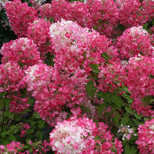 YouGarden Hydrangea 'Diamant Rouge', Set of Two 9cm Pots, White Pink Flowers, Patio Garden Colour, Hardy