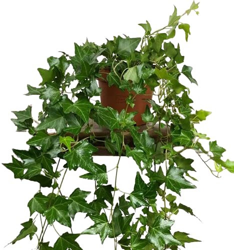 Hiedra Natural Planta Trepadora y de Poco Mantenimiento