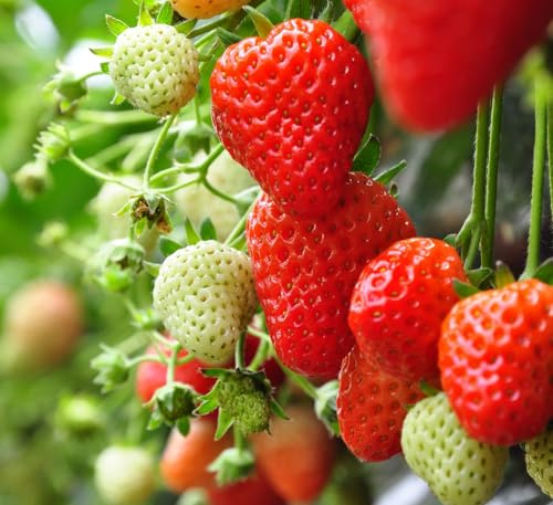 300 pcs Rare Strawberry Seeds for Planting – Non-GMO Heirloom Seeds - Extra Big, Juicy, Sweet Strawberries