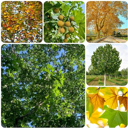 Platanus orientalis resistenti in vaso da esterno acquistare da interno verdi balcone resistenti in vaso appartamento semi di ufficio mini giardino 130semi