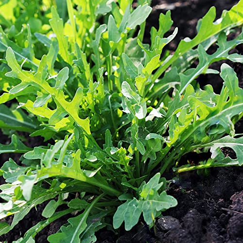 semillas de rúcula - rúcula resistentes jardines de rocas balcón invernadero sostenibles verdes orgánicas exóticas resistentes en Compre 420semillas