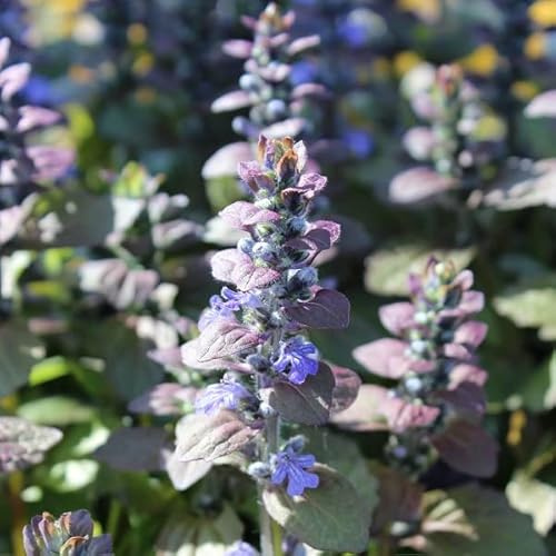 6x Ajuga reptans 'Atropurpurea' – Vaso 9x9 cm – coprisuolo foglia viola giardino