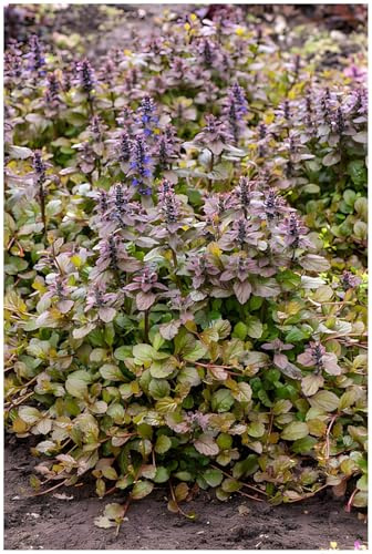 Stauden Gänge 1 x Ajuga reptans 'Braunherz' Kriechender Günsel winterhart | Immergrüner Bodendecker für Halbschatten bis Schatten, Blüte April bis Juni, mehrjährig, 9x9 cm Topf