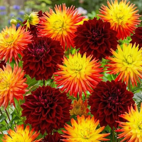 Dahlias Bulbes Soleil Noir Collection - 5 Bulbes de Fleurs à Planter Exterieur - Plante Exterieur Jardin - Naturelle Plantes de Hollande (pas de graines, non artificielle)