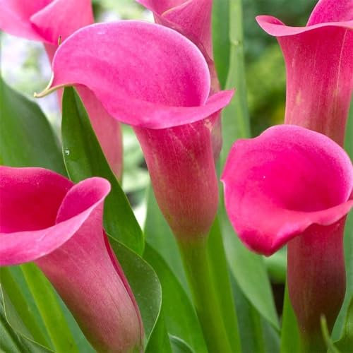 Calla Lily Bulbs-Calla Lily Bulbs UK Calla Lily Plant Calla Lily Bulbs for Planting Now UK,Hardy Perennial,Wedding Flowers,Garden Flowers,Plant Bulbs-10bulbs-c
