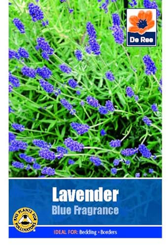 Flower Seeds Lavender Blue Fragrance - 60 Seeds Packet Plant Bedding Borders Containers Pots Grow Your Own Garden Plant Seed