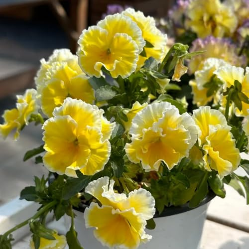 semi viole del pensiero resistenti - decorative giardino, balcone esotiche 1200pcs