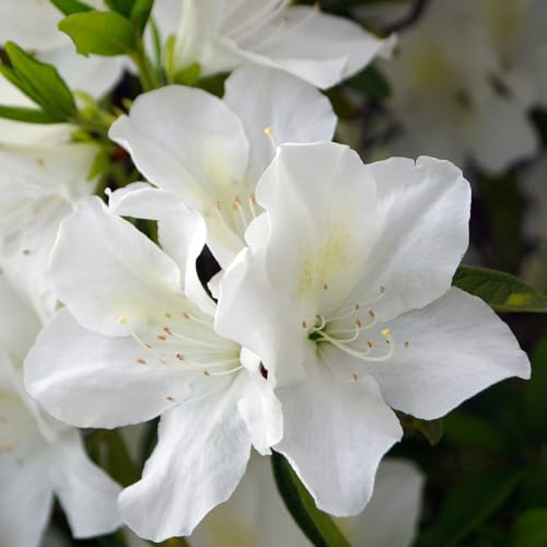 YouGarden Azalea 'Encore', 3 x 8cm Pots, Ready to Plant, Rhododendron, Evergreen Garden Shrubs, Spring Summer Autumn Flowering, Garden Plants for Containers and Borders