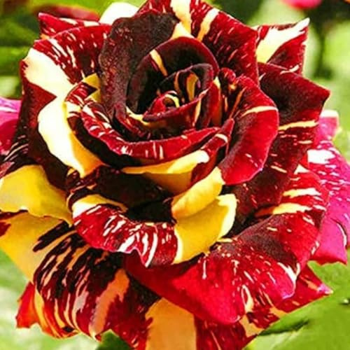 Tuberi di rose, aroma affascinante, rose viola, profumate, resistenti all'inverno, perenni, rizoma di rosa, grazia, mix rosa, decorazione da giardino, rose resistenti all'inverno