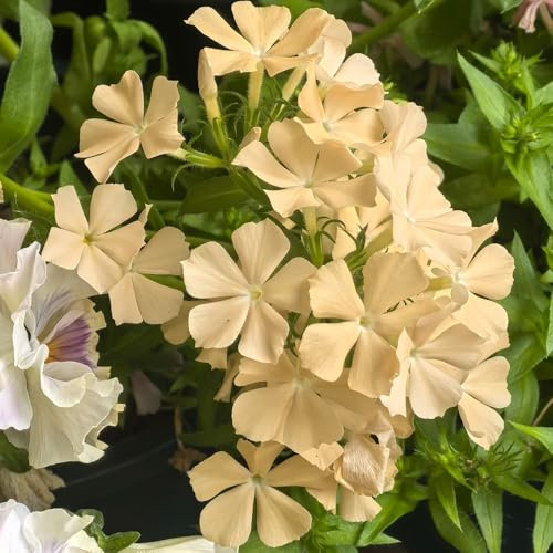 phlox bodendecker - balkon winterhart garten 100samen