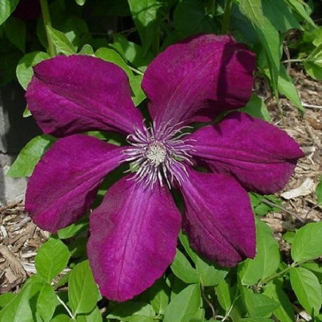 Clematide Rouge Cardinal - Vaso 1,5 litro (Pianta rampicante - Clematis - Resistenza al freddo: Ottima - Pianta adulta) - Pergola, Balconi e terrazze | ClematisOnline