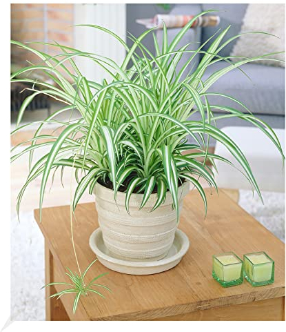 BALDUR Garten Chlorophytum Variegatum, 1 Pflanze, Luftreinigende Zimmerpflanze, unterstützt das Raumklima, Grünlilie Zimmerpflanze pflegeleicht, Grünpflanze, mehrjährig - frostfrei halten