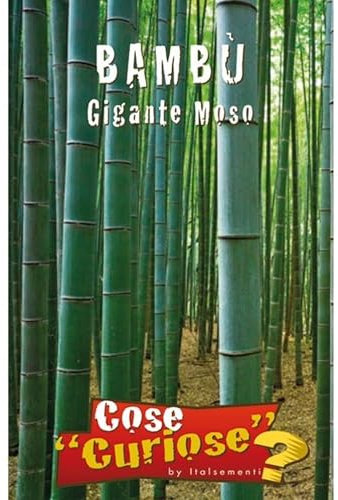 BAMBU' Gigante Moso (Phyllostachys edulis) - SEMI
