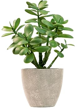 365 Blooming Decor Künstliche Jade-Pflanze, 30,5 cm, luxuriöse künstliche Sukkulente für Heimdekoration, Bürodekoration, Geldbaum, Kunstpflanzen, Crassula ovata