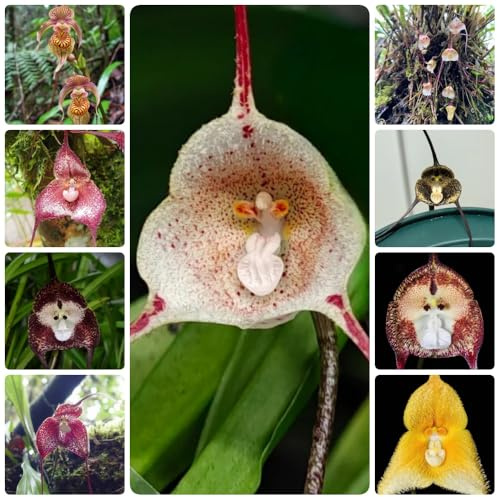 semi di faccia di scimmia, orchidea faccia di scimmia, semi da giardino, decorazioni floreali Orchidea Dracula Simia, biologici perenni 100pcs