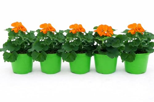 POWERS TO FLOWERS - GERANIO ZONALE HERCULES, PELARGONIUM, 5 PIANTE VASO 14 ARANCIONE, piante vere