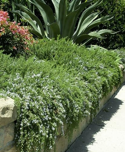 Rosmarino prostrato Rosmarinus officinalis prostratus pianta aromatica in vaso ø10 cm Vivaio di Castelletto