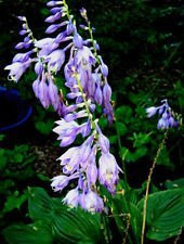 Seeds beautiful purple flowering Hosta without name! 10 seeds! Most Hosta in our deposit!: Only Seeds