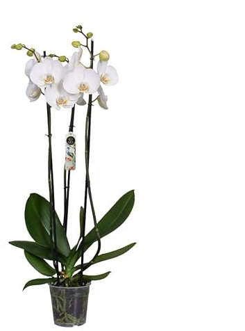 Flor Blanca Natural Orquídea Phalaenopsis Mariposa Altura ± 50cm Planta Natural