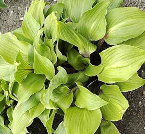 Funkie One Mans Treasure - Hosta Hybrid