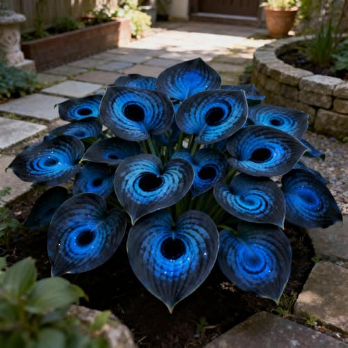 Bulbi di Hosta per Giardini Ombreggiati/Rizoma di Hosta&Foglie Decorative e Resistenza/adatte per la decorazione di giardini e balconi-2Rizoma-D