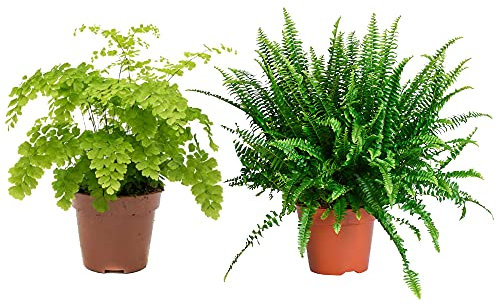 Duo de Helechos Espada y Delta Helecho Nephrolepis Exaltata y Helecho Adiantum Fragans