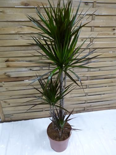 [Palmenlager] - XXL Dracaena marginata 160 cm / 4er(!) Tuff // Drachenbaum