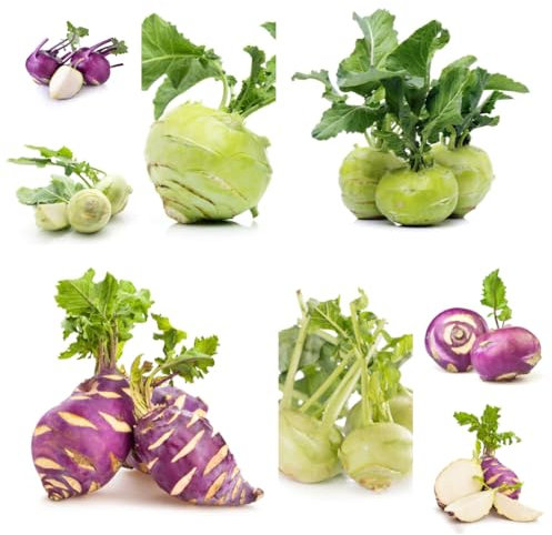 350 pcs kohlrabi pflanzen samen frisches gemüse, exotische pflanzen samen samen gemüse, hochbeet gemüsesamen bio, balkon beet samen geschenk, bodendecker balkon gemüse samen, hochbeet