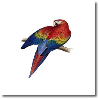 3dRose Scarlet Macaw Perched On A Branch Illustration - Iron on Heat Transfers (ht-382548-1)