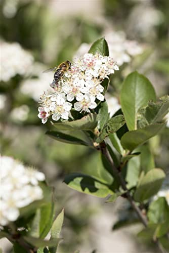 Schwarze Apfelbeere Aronia prunifolia Nero 60-80 cm winterhart
