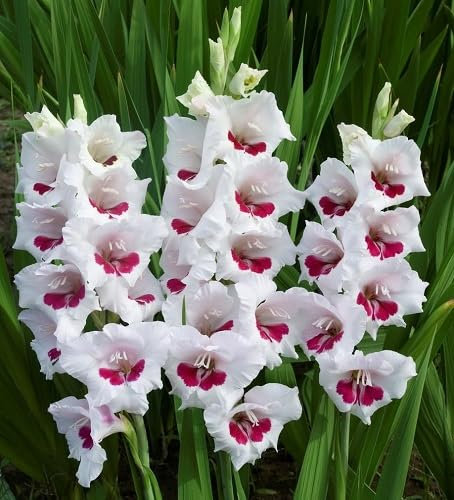 Fresh 100pcs Gladiolus Flower Seeds for White