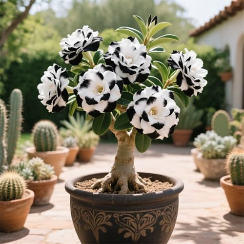 La rosa del desierto florece fácilmente durante toda la temporada sin necesidad de mantenimiento-1tubérculos-A