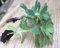 Portal Cool 2 Las suculentas - Sedum enraizados Mexicana Palmeri al Aire Libre 4-6â€