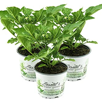 Kartoffelpflanze Adessa® F1 Solanum tuberosum, 3 x frische Kartoffel-Pflanzen