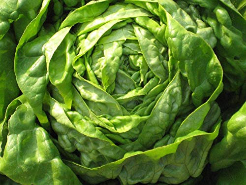 Semillas de lechuga crujientes con mantequilla de lechuga Semillas orgánicas sin OGM (2000 semillas) Ensalada fresca