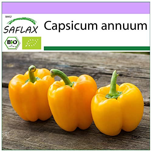 SAFLAX - Organic - Sweet Pepper - Golden California Wonder - 20 Seeds - Capsicum annuum