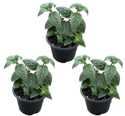 Bloomique - 3er-Set - Fuchsia Delta Sarah - Glockenpflanze - Gartenpflanzen - Winterhart - ⌀9 cm - 15-25 cm