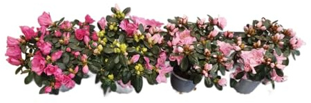 Azaleas Rosa DECOALIVE Pack de 4 Plantas Naturales con Flores Rosadas