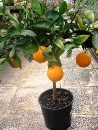 Naranjo Enano PORTES GRATIS