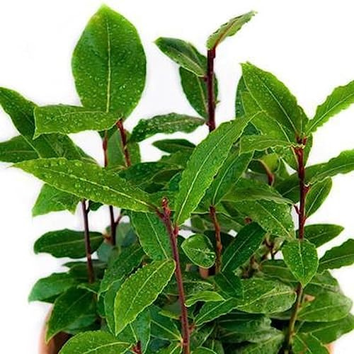 Árbol de Laurel Natural Planta Aromática Muy Fácil de Mantener