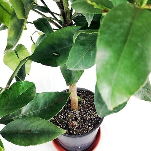 Limonero en Maceta: Cosecha Limones Frescos en Casa