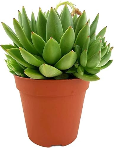 Planta Crasa Echeveria Agavoides Suculenta Natural Perfecta para Principiantes